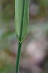 Rosebud orchid